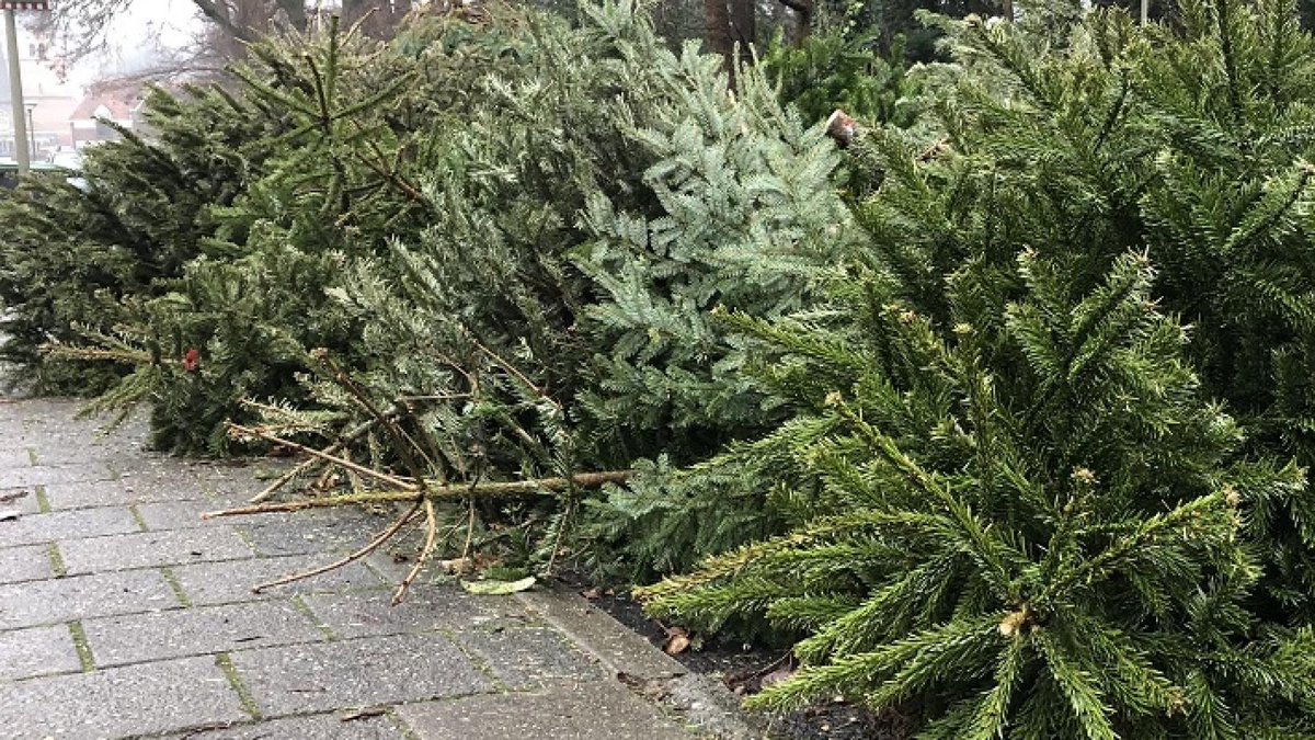 Wanneer we de kerstbomen komen ophalen kun je zien in de kalender in de app of via gad.nl.🗓 We vragen de kerstbomen te verzamelen op de hoek van de straat. Leg deze op de dag dat wij langskomen voor 07.30uur neer. Natuurlijk zonder kruis, pot of versiering👍