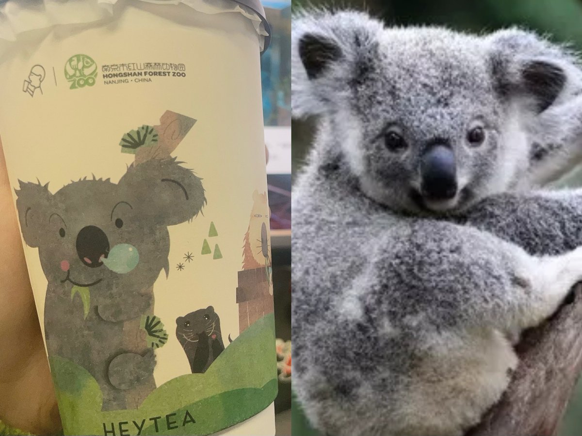 jiangsuandyou's tweet photo. #Nanjing Hongshan Forest Zoo collaborates with a Chinese mainland tea beverage brand @HEYTEA, featuring cartoon animal patterns on the tea cups, making them fun and adorable. #Wildlife #HongshanForestZoo #CultureJS @VisitJiangsu @AMAZlNGNATURE https://t.co/8ddpNtyL3c
