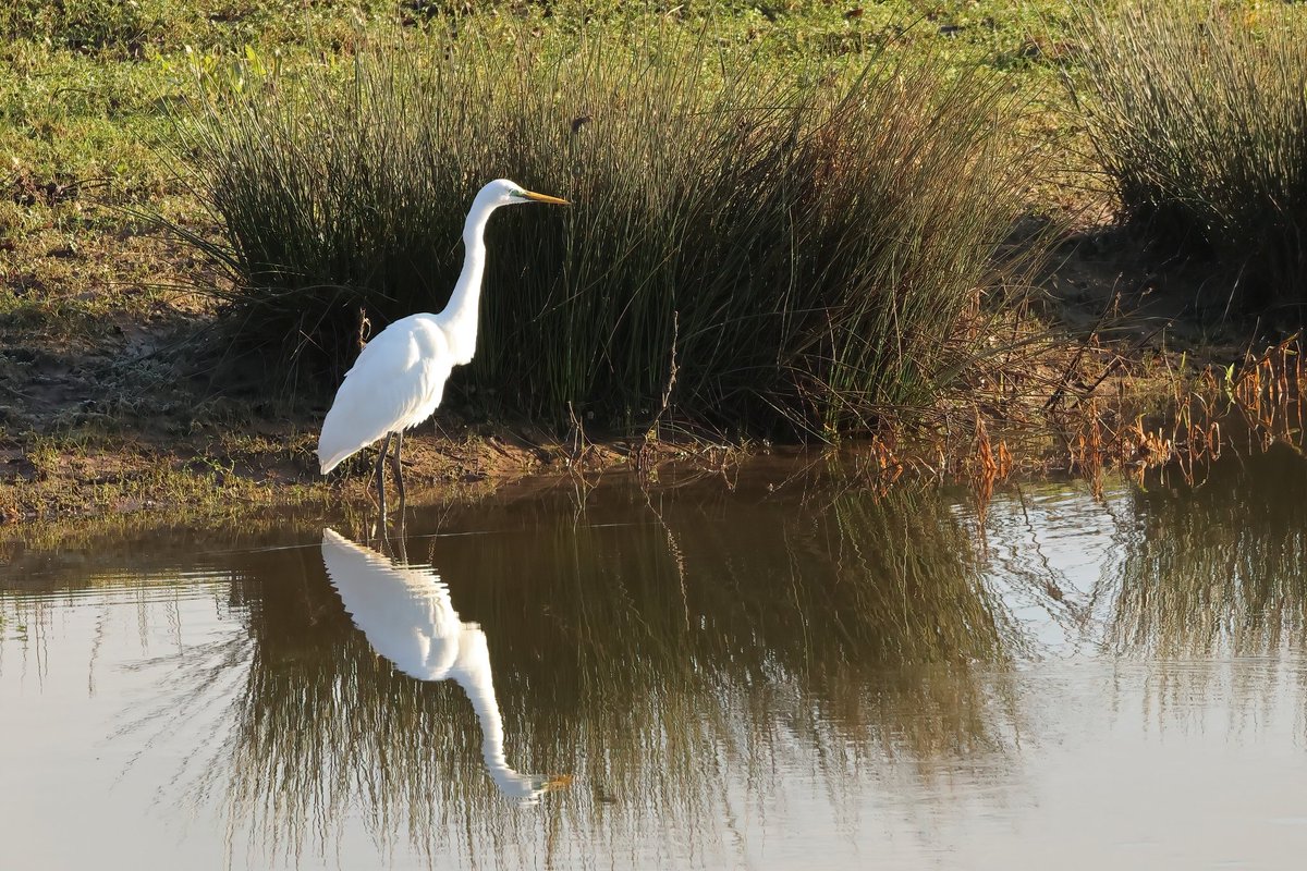 Great White Egret Time to Reflect #dryslwyncastle
