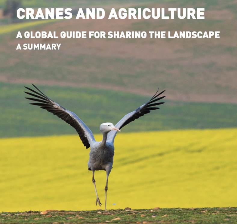 overbergcrane's tweet photo. There’s so much that farmers can do to help Blue Cranes.

Check out this helpful booklet: ‘Cranes and Agriculture: A global guide for sharing the landscape’, compiled by the @savingcranes, with support of the @TheEWT: https://t.co/uEsBWTHimt https://t.co/Oj0Xw0ktUr