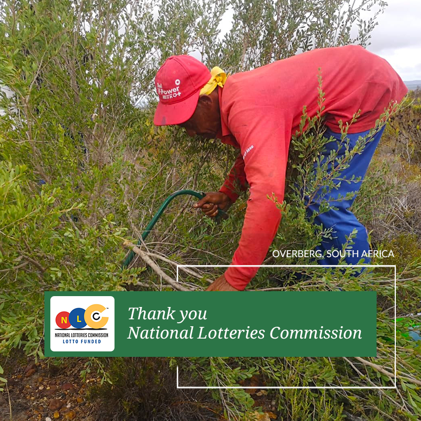 Nuwejaars SMA (@nuwejaars) on Twitter photo This is a wonderful way to start 2024 - with a sincere thank you to the <a href="/sa_nlc/">IG: sa_nlc</a>.
Theyโre supporting a Nuwejaars Wetlands SMA project to restore our threatened #fynbos, including Critically Endangered Agulhas Limestone Fynbos, and create green jobs in the process. This is a wonderful way to start 2024 - with a sincere thank you to the <a href="/sa_nlc/">IG: sa_nlc</a>.
Theyโre supporting a Nuwejaars Wetlands SMA project to restore our threatened #fynbos, including Critically Endangered Agulhas Limestone Fynbos, and create green jobs in the process.