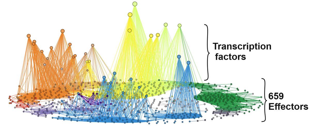 !!!Preprint alert with @B_Mol_ !!! biorxiv.org/content/10.110… The origin, deployment, and evolution of a plant-parasitic nematode effectorome. Includes the effector network, which we think is both beautiful and useful 😍 @plantsci @CropSciCentre @biorxivpreprint