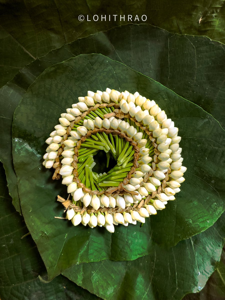 Nandibatlu (Crape Jasmine) #coastalkarnataka #uttarakannada #karnataka #india