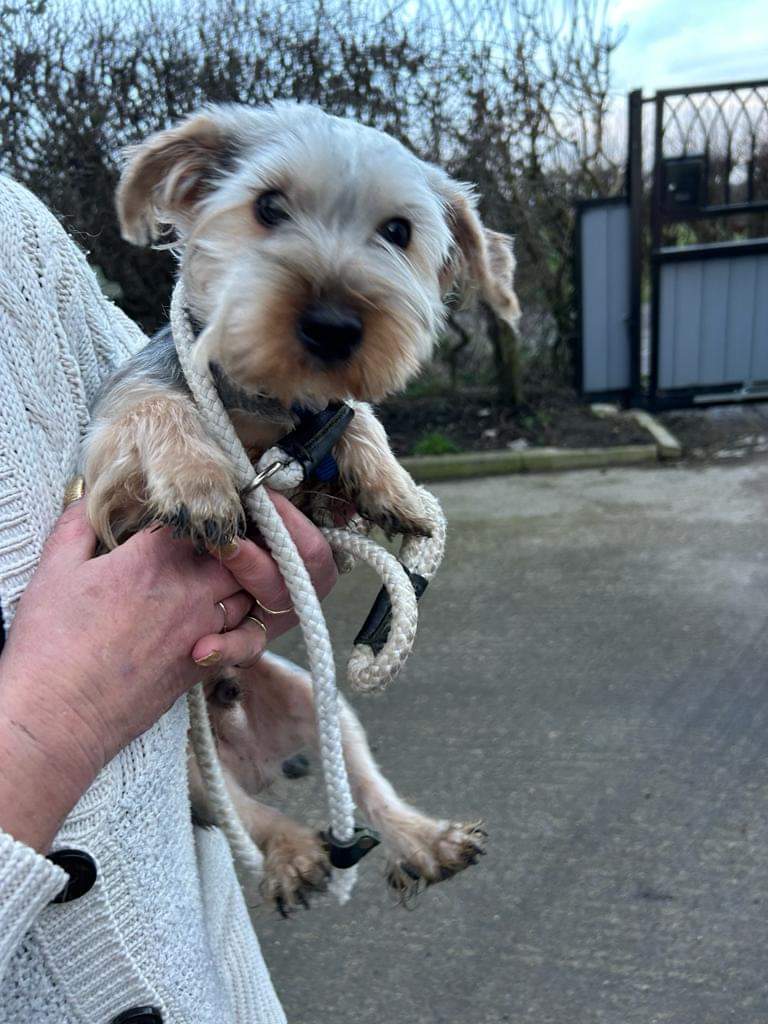 🐕 #founddog  dog found in #Wakefield
Can you help find the owner please?  Please contact 0345 8 506 506 quoting CRM:LVE365:CAS-431147-Q1L7P9