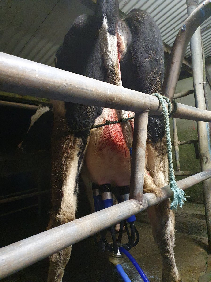 2pintpaddy's tweet photo. The Holiday is officially over , first cow of 2024 calved at 2am this morning 🙂🐄🐄🐄

#Calving2024 https://t.co/txEmmv3fPQ