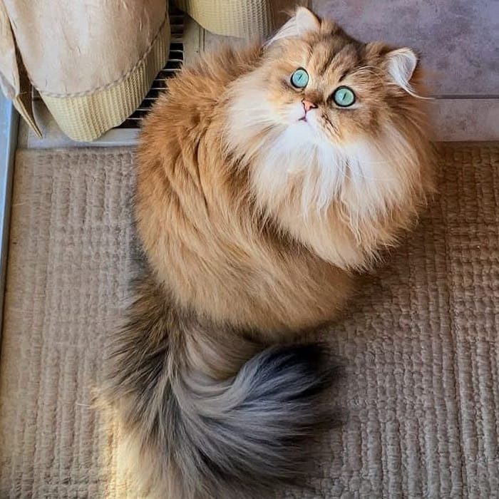 CatsLovesusa's tweet photo. https://t.co/GlhkfSifCl