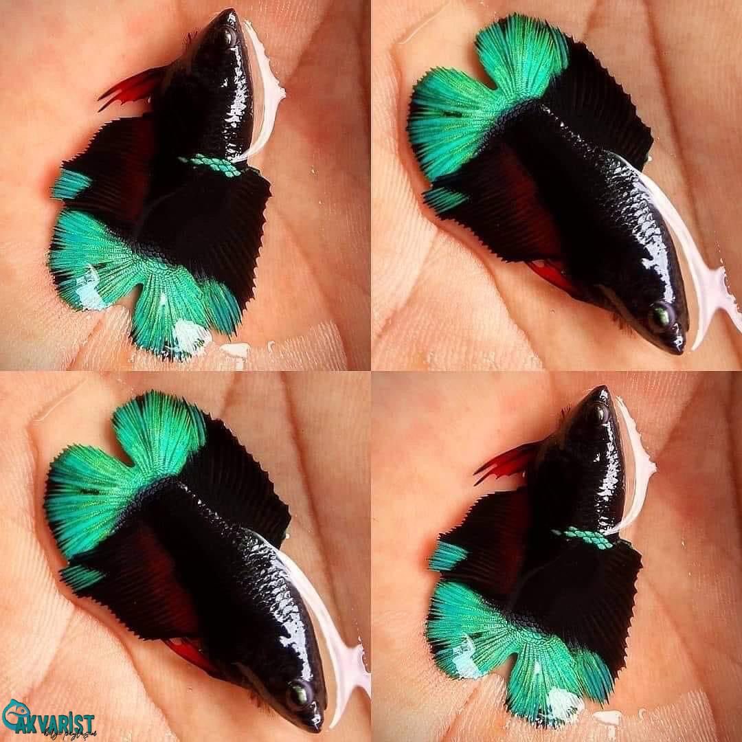 Akvaristbilgi's tweet photo. 💚🖤 Black Neon Double Tail Betta 🖤💚
.
.
#betta #bettafish #cupang #cupanghias #bettaindonesia #aquarium #ikancupang #bettacommunity #cupangindonesia #cupangkontes #bettas #bettalover #bettathailand #fish #aquascape #bettafishtank #bettasplendens #bettatank #bettaholic #keşfet https://t.co/QfuzugvFM0