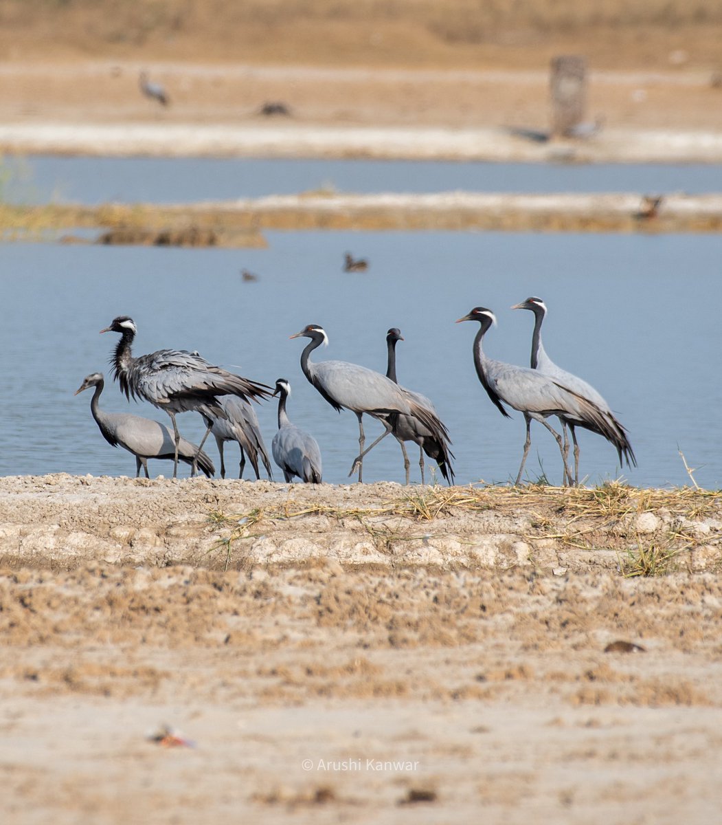 Demoiselle cranes 

Jaswantgarh, Rajasthan 
Oct’23

#IndiAves #BirdsSeenIn2023 #BirdsOfTwitter #birds #naturelovers #TwitterNatureCommunity