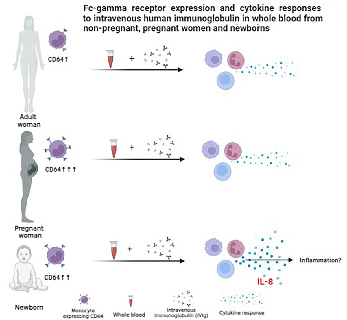 Ahead of print Fc-gamma receptor expression and cytokine responses to intravenous human immunoglobulin in whole blood from non-pregnant and pregnant women and newborns advances.umw.edu.pl/en/ahead-of-pr…