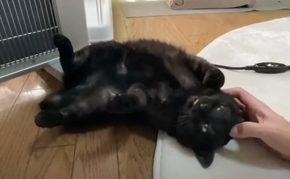 すっかり投稿をサボっておりましたが、お久しぶりです🐈
そんな間にyoutubeチャンネルを作ってみたり、投稿しやすい環境を作るなどしておりました。

どうか今年もさくちゃん🌸となすびちゃん🍆もよろしくお願い致します☺

youtube.com/channel/UCG4-o…