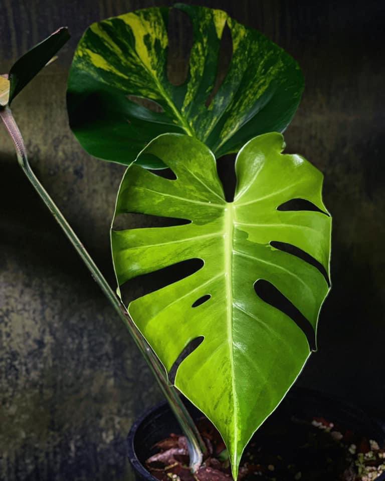 <3

#monstera #plants #monsteradeliciosa #plantsmakepeoplehappy #houseplants #indoorplants #plantlover #urbanjungle #plant #homedecor #monsteramonday #monsteravariegata #houseplantclub #plantmom #jualtanamanhias #houseplant #indoorjungle #plantlife #plantaddict #plantlady