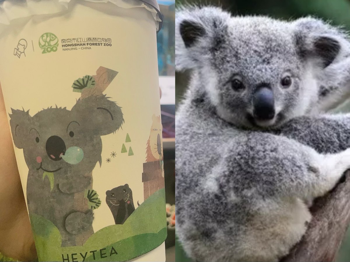 Jiangsuandyoude's tweet photo. Der Hongshan-Zoo in #Nanjing arbeitet mit einer chinesischen Teemarke zusammen und bietet die Tassen an, die mit interessanten und niedlichen Cartoon-Tiermotiven bedruckt sind. #Wildlife #hongshanforestzoo @heytea #CultureJS @VisitJiangsu @AMAZlNGNATURE https://t.co/lHOHpqvXf0