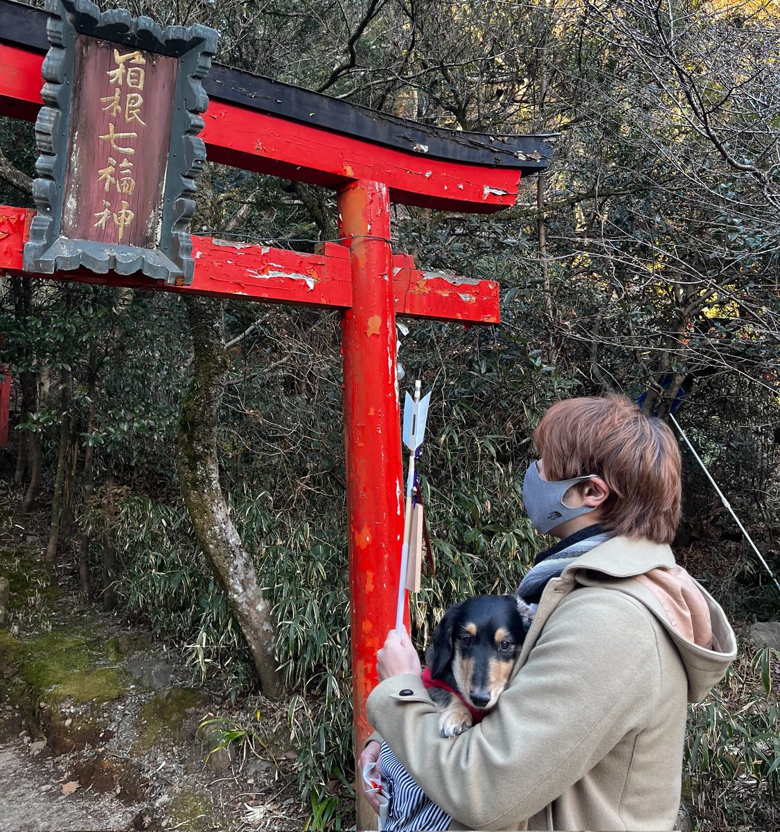 初詣、箱根神社へ、にん太を連れて行ってきました。
カメラ目線のにん太が可愛いです♪
クリスマス、正月と激太り…笑
ダイエットは明日から～♪ですです！