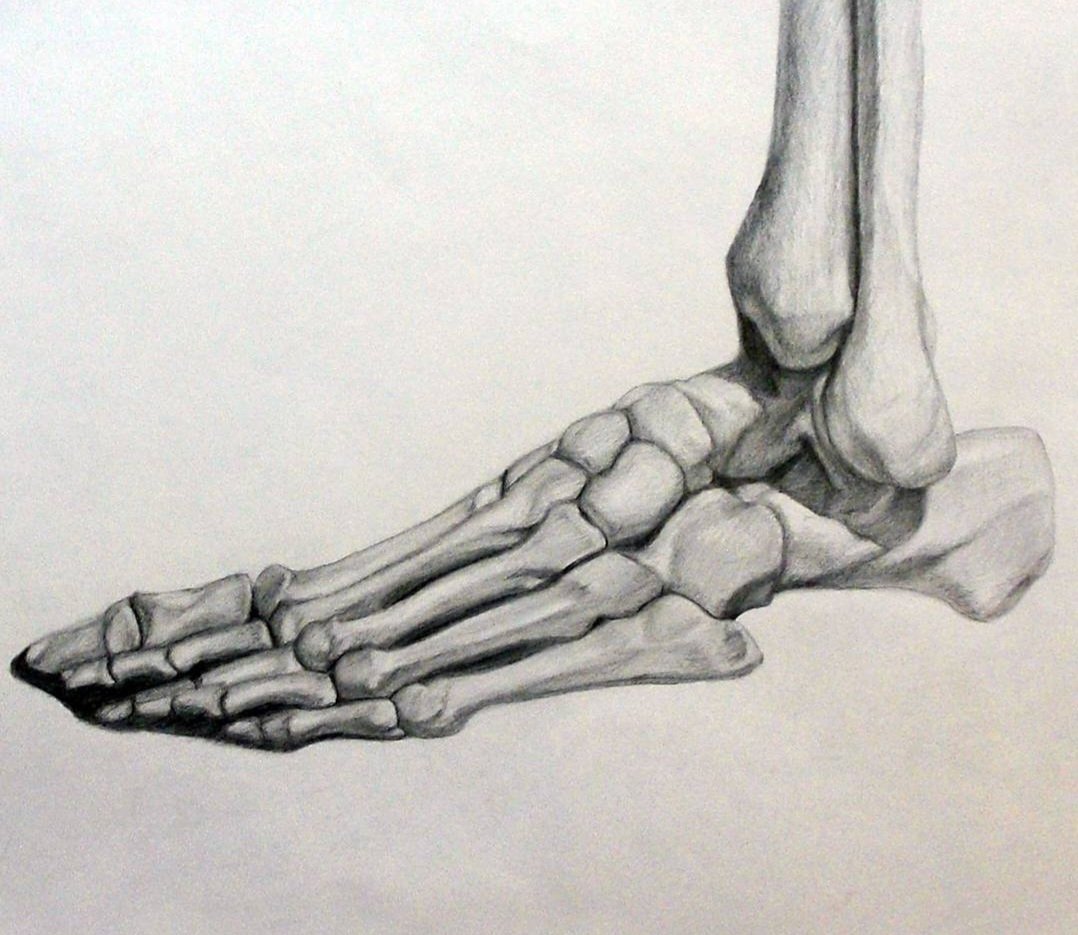 Foot bones drawing in pencil