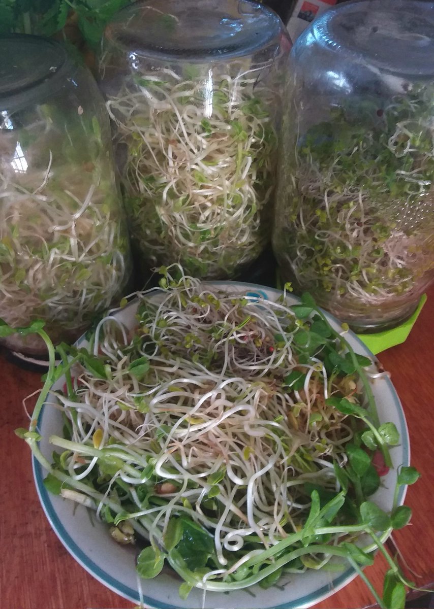 A winter days harvest, micro greens/sprouts, I don't know how I ever lived without you.

Some stars here, Brown mustard, and Fenugreek.

#MicroGreens #winterGardening #GrowYourOwn