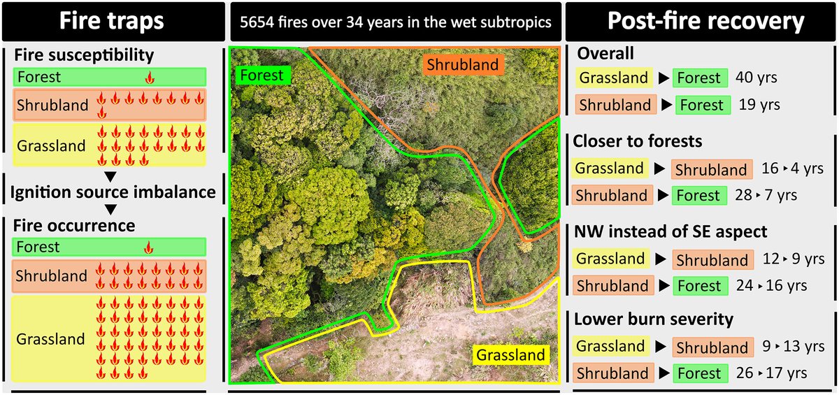 Quantifying fire traps in restoration🔥

Once degraded, grasslands were 20x more fire susceptible than forests in a wet subtropical landscape. Burnt sites far from forests or with unfavourable topography take decades to move through succession 
<a href="/AlandHyc/">aland.hyc</a> 

doi.org/10.1111/1365-2…