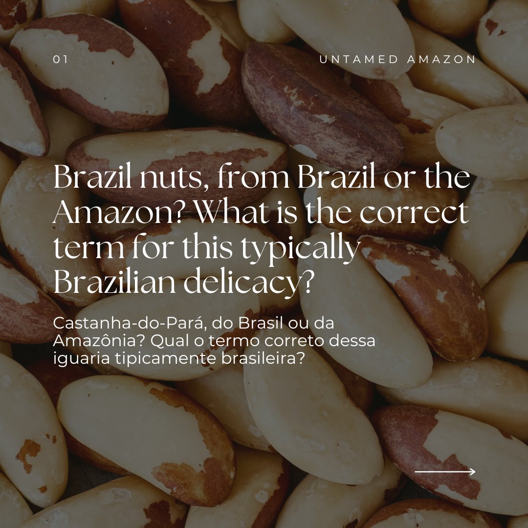 untamed_amazon's tweet photo. The whole world loves Brazilian seeds, especially chestnuts. But did you know that around here it has many names?

O mundo inteiro ama as sementes brasileiras, em especial a Castanha. Mas você sabia que por aqui ela tem muitos nomes? https://t.co/mqsqW2ugSw