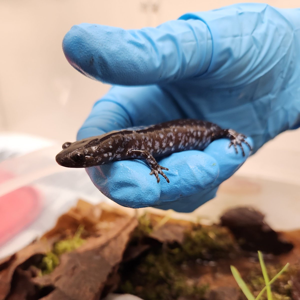 A caring <a href="/OntarioTurtleCC/">Ontario Turtle Conservation Centre</a> volunteer brought a #BlueSpottedSalamander to TWC after kind homeowner Joe rescued him from his basement. Although unharmed, it's too cold for the little one to be released. He'll be well cared for in a safe, warm and moist home until he can be released!