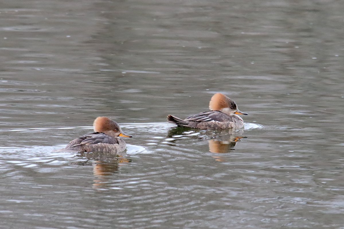 USFWS's tweet photo. Which ducks have you been seeing lately? Hooded mergansers can be found across much of the country year-round, and some even migrate north to spend winters along the Great Lakes!

📷 courtesy of Gordon Garcia https://t.co/acwYTt5lkh
