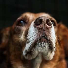 xdogworld's tweet photo. #doglife, #dogs, #doglovers, #dogoftheday, #dogmom, #doglove, #dogmodel, #dogsitting, #dogtraining, #dogstagram #dogsofinstaworld, #dogofinstagram, #doggrooming, #dogslife, #dogs_of_instagram, #doggy, #dogsofig, #dogsofinsta, https://t.co/rReb9RLTtD