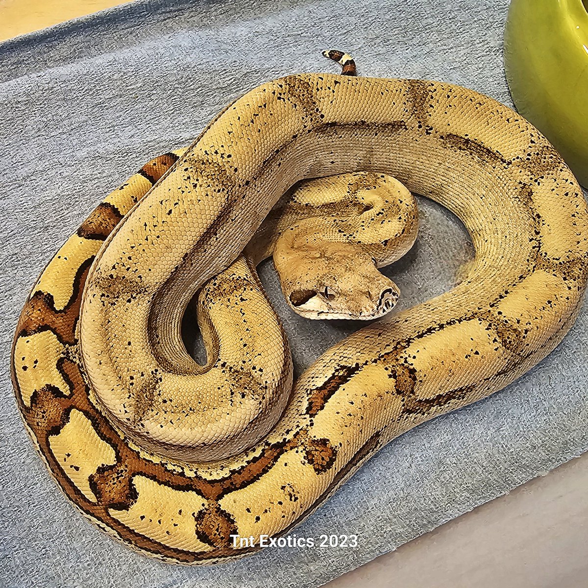 ExoticsTnt's tweet photo. 0.1.0 Jungle Jaguar Fire (Orangasm Line)

Name: Lythia (Means The Fire Within)

Breeder Info: Frank Martin

Bought From: Frank Martin 

Birthdate: 05-15-2023

Mother: Fire

Father:  Jungle Jaguar (Orangasm Line) https://t.co/mnkFo0zjG6
