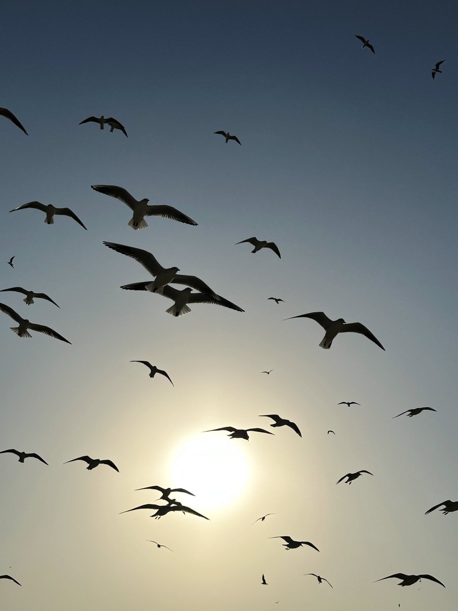 في نزهة مع النورس
قبيل الغروب 💫

بعدستي
🌟