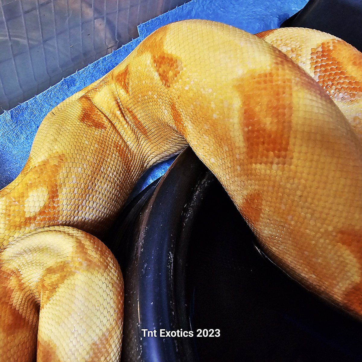 ExoticsTnt's tweet photo. 1.0.0 Sunglow Kraken

Name: Scorch

Breeder Info: Daniel Gregory (Grathis Reptiles) 

Bought From: Daniel Gregory (Grathis Reptiles)

Birthdate: 07-07-2020

Mother: Kahl Albino (Daniel Gregory line)

Father: Super Hypo Super Kraken Het. Albino (Richard Delbono line) https://t.co/ewfQ4fPGk6