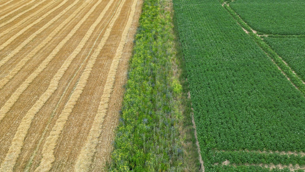 samdknowlton's tweet photo. Potato fields bordered by a simple strip sown with 11 annual flower species had 75% fewer potato aphids compared to fields without such a flower strip.

The Potato aphid is a pernicious insect pest that damages crops by feeding on nutrients and water and by transmitting viruses—ultimately causing significant yield losses.

Due to an overreliance on chemical controls, potato aphids have developed resistance to insecticides, and, in most cases, they are impervious to conventional insecticides.

By providing a habitat for predatory insects like hoverflies and ladybugs, flower strips maintain potato aphid incidence below the damage threshold, at which point insecticide intervention would be required to save the harvest.

Flower strips can save farmers money as they reduce the need for pesticide inputs while also providing a necessary solution for those pests like the potato aphid that have developed resistance to insecticides.