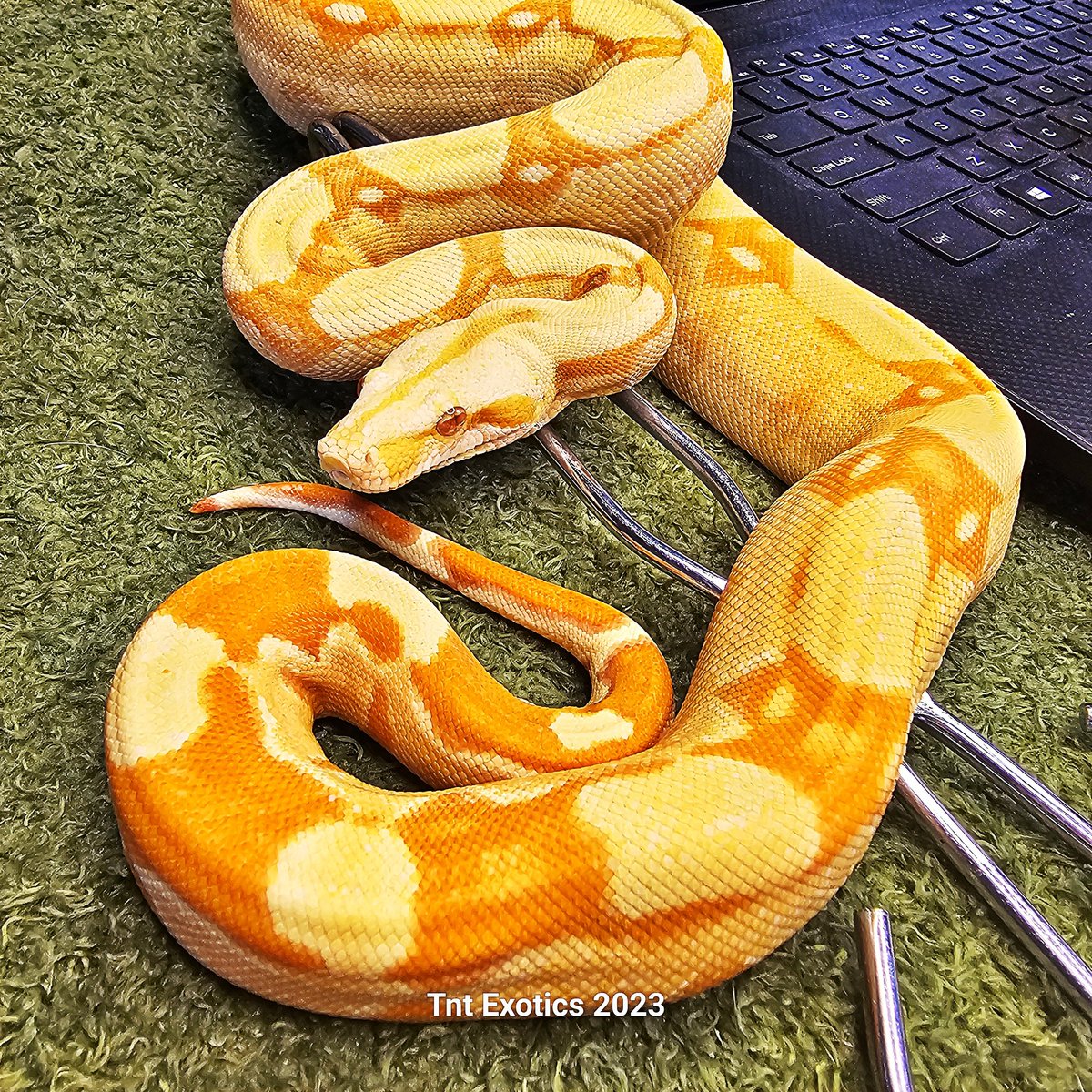 ExoticsTnt's tweet photo. 0.1.0 Sunglow Roswell Ladder Tail 

Name: Spitfire 

Breeder Info: Daniel Gregory (Grathis Reptiles) 

Bought From: Daniel Gregory (Grathis Reptiles)

Birthdate: 7/14/2020

Mother: Hypo Arabesque Het. Albino (Kahl) (Dan Gregory line)

Father: Albino (Kahl) Roswell Ladder Tail https://t.co/hA9dtgqeWU