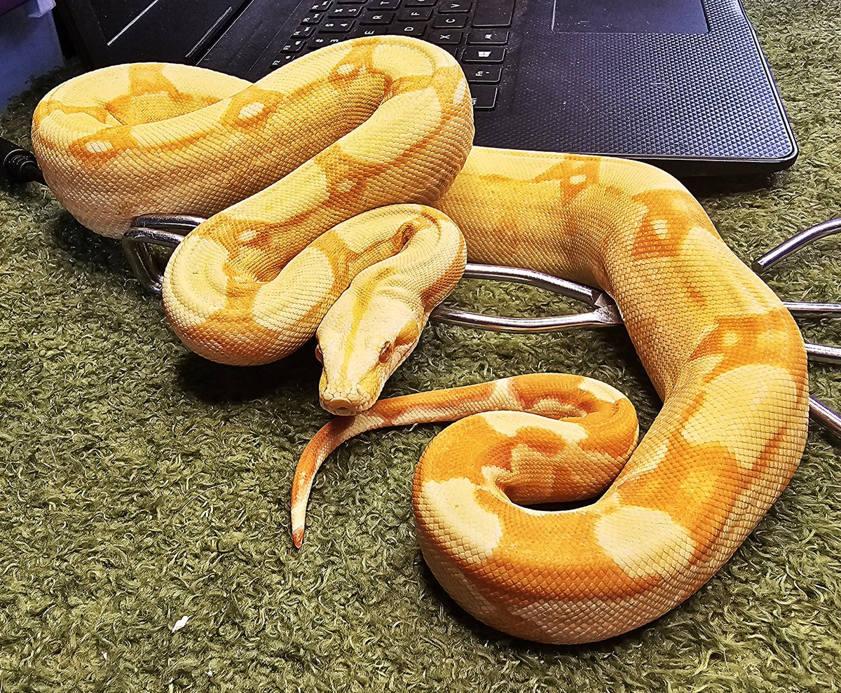 ExoticsTnt's tweet photo. 0.1.0 Sunglow Roswell Ladder Tail 

Name: Spitfire 

Breeder Info: Daniel Gregory (Grathis Reptiles) 

Bought From: Daniel Gregory (Grathis Reptiles)

Birthdate: 7/14/2020

Mother: Hypo Arabesque Het. Albino (Kahl) (Dan Gregory line)

Father: Albino (Kahl) Roswell Ladder Tail https://t.co/hA9dtgqeWU