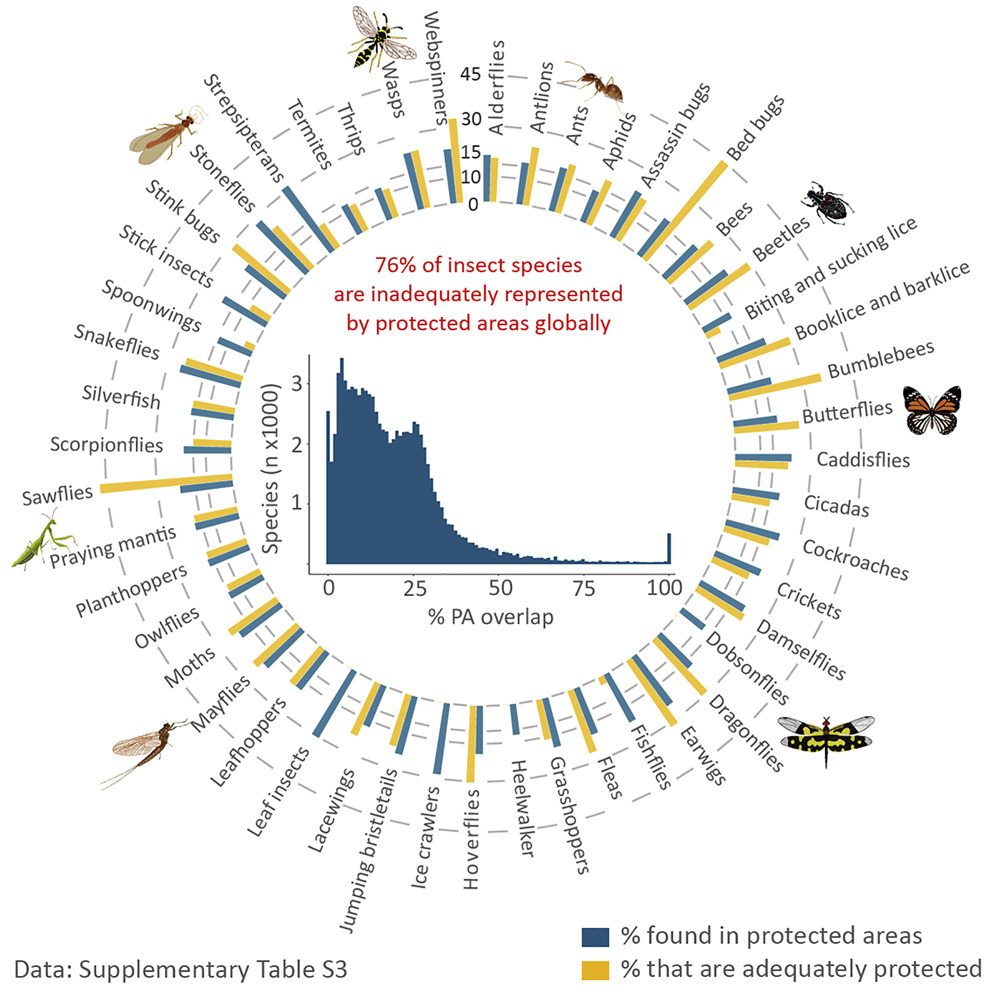 Let's not forget that 76% of insects are inadequately covered by the current protected area system, and ~1900 species have no coverage. (1/2) @cyclonewatson @jeff_o_hanson @PutterT doi.org/10.1016/j.onee… @OneEarth_CP @CellCellPress @idiv @UQscience @UQ_CBCS