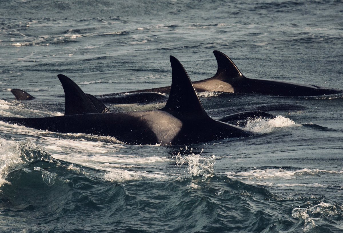 trevifede's tweet photo. Orcas @ Punta Norte - Patagonia Argentina 🇦🇷 #orcas #killerwhale #freeorca #emptythetanks #patagonia #chubut #argentina #madryn #wildlife #nature https://t.co/KEvbOkZA91