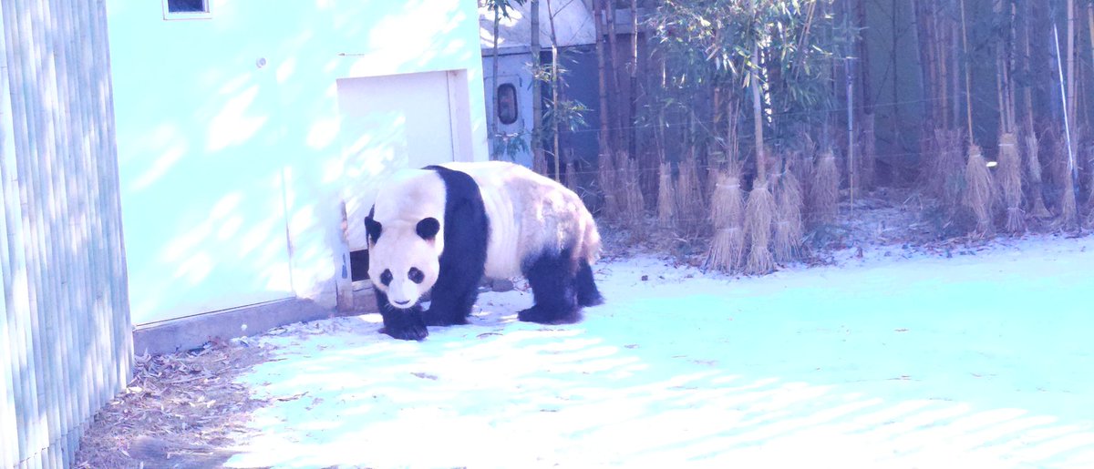 #러바오 #야외방사장 #퇴근
#240108 #에버랜드
러바오야 많이 놀고 먹고 자거라!!