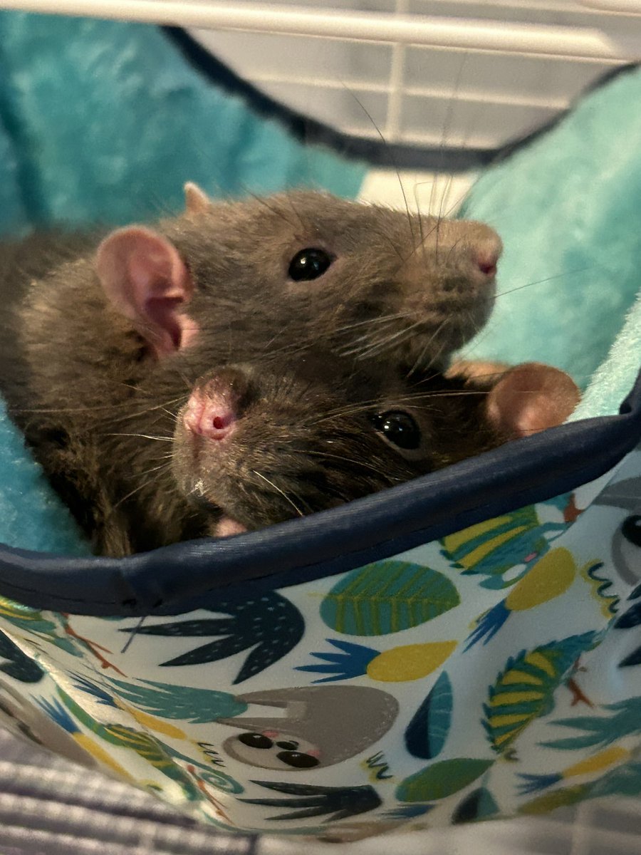 geeksplusmedia's tweet photo. Jack and Remy seem to like their new Hammock
#rat #rats #ratsofinstagram #pets #petstagram https://t.co/7klKppgboW