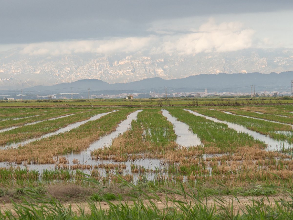 En el mundo de la #agricultura existe un mito sobre el llamado riego a manta, pues se generaliza que es un desperdicio de #agua 🚿 Pero no siempre lo es. "Mucha del agua que se usa en el riego por inundación en realidad regresa al medio porque se infiltra y va a los acuíferos"🔄