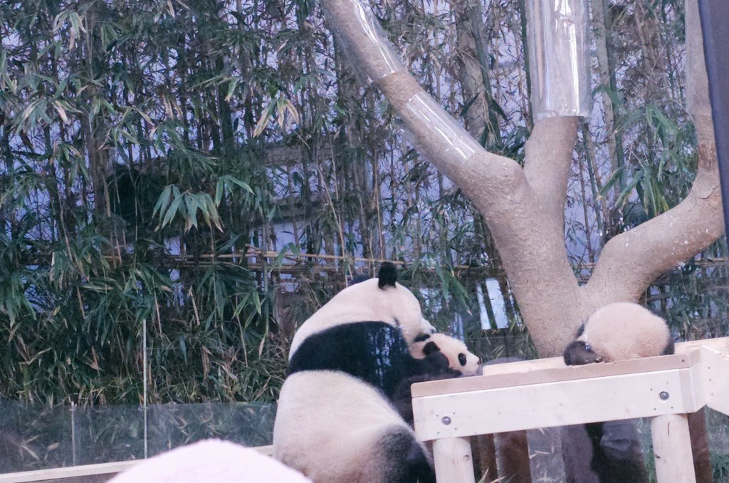 엄청 예쁜,이쁜 #아이바오 #아이바옹
#쌍둥이 키우는라 고생이많다!
#후이바오 #루이바오 제발 말좀 잘들어라!
모든게 완벽했던 하루 😍 #20240108