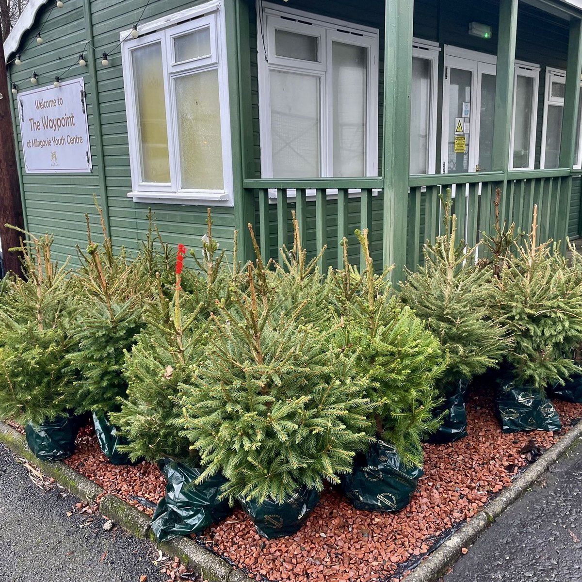 milngavie's tweet photo. Please feel free to take home a potted tree to nurture in your garden 🎄 

This is part of the Milngavie Business Improvement Districts annual recycling and replanting campaign. 

Visit the #Milngavie Mugdock Road car park (G62 8PB) to collect a tree. 
#adoptatree https://t.co/cThWZ3QHLo