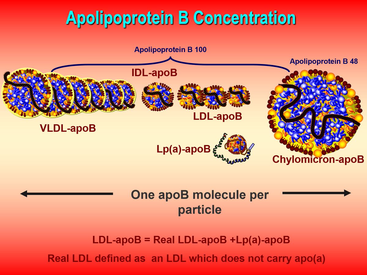 Drlipid's tweet photo. With respect to ASCVD risk assessment and also as a goal of therapy: Non-HDL-C (apoB-cholesterol) is a better marker than LDL-C, but not as good a marker as is apoB (apoB = Chylo-apoB +VLDL-apoB + IDL-apoB + LDL-apoB or Chylo-P VLDL-P + IDL-P + LDL-P) but 95% of those apoB particles are usually LDLs) @nationallipid @society_eas
