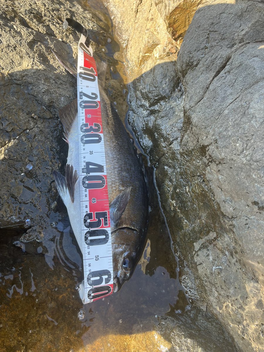 fishingN_23's tweet photo. あけましておめでとうございます。ことよろです。
去年は全然釣り行けんかったので今年は頑張ろうと思います。
初釣り、本命釣れんかったけど細ハリス練習なりやした。
あと3年は沖縄帰れそうにありません🥺

竿1.5
道糸2号
ハリス2号
ハリ4号 https://t.co/UlMiQeoe7i