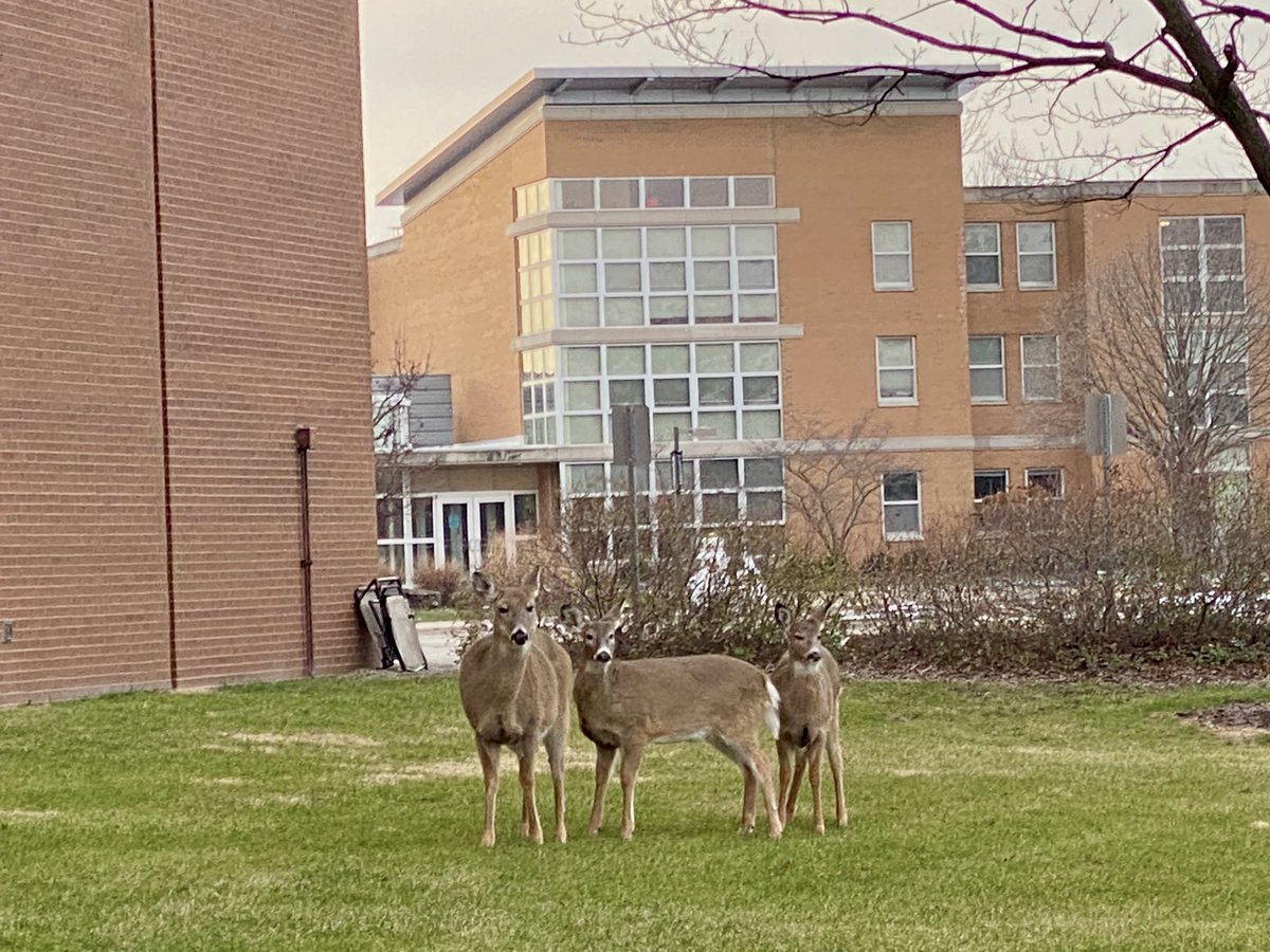 The Monday morning welcoming party at #UISedu ! They wanted me to join them for breakfast but I had to get to work. #deer