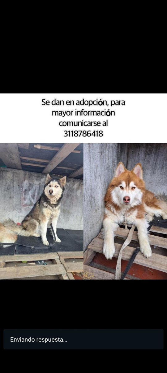 YMFajardo1106's tweet image. #FelizLunes gente les pido su apoyo por favor. Estos dos perritos están buscando familias que les den un hogar🥺 No sobra decir que es un proceso responsable de adopción. Por favor comunicarse al número telefónico. Ayuda para #Difundir. @MONYRODRIGUEZOF @Adopcionesmbog 🆘‼️🐾