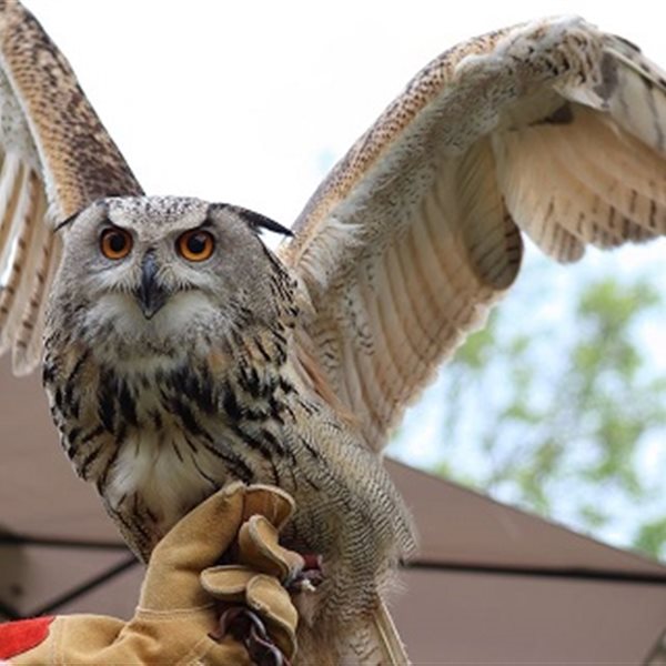 VisitFVG's tweet photo. E se vi dicessimo che a #Gonars potete passare una serata coi #gufi? 
Ebbene sì, grazie a Earth Moon potrete godere di due ore di passeggiata  in compagnia di Juno, Gufo Reale Africano🦉
Scopri quando 👉  https://t.co/3TxTsFyYSB

#iosonofvg #fvglive https://t.co/HI2M2nWr63