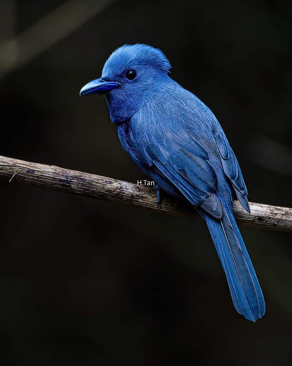 ALPH4X0MEGA's tweet photo. "Blue Paradise Flycatcher", male.
It is endemic to Palawan, Philippines.
Puerto Princesa, Palawan
Nov 5, 2023
#repostforawareness https://t.co/ZAFnueqZek