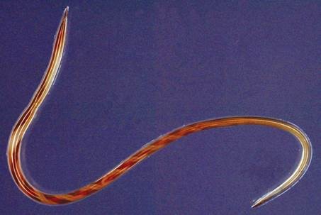 Pls RT SCOPS needs your help.
Reports from around the UK suggest that the incidence of disease in sheep due to Haemonchus contortus has increased in recent years. This is generating requests to SCOPS for more info.
LINK: surveymonkey.com/r/MQNTZYJ