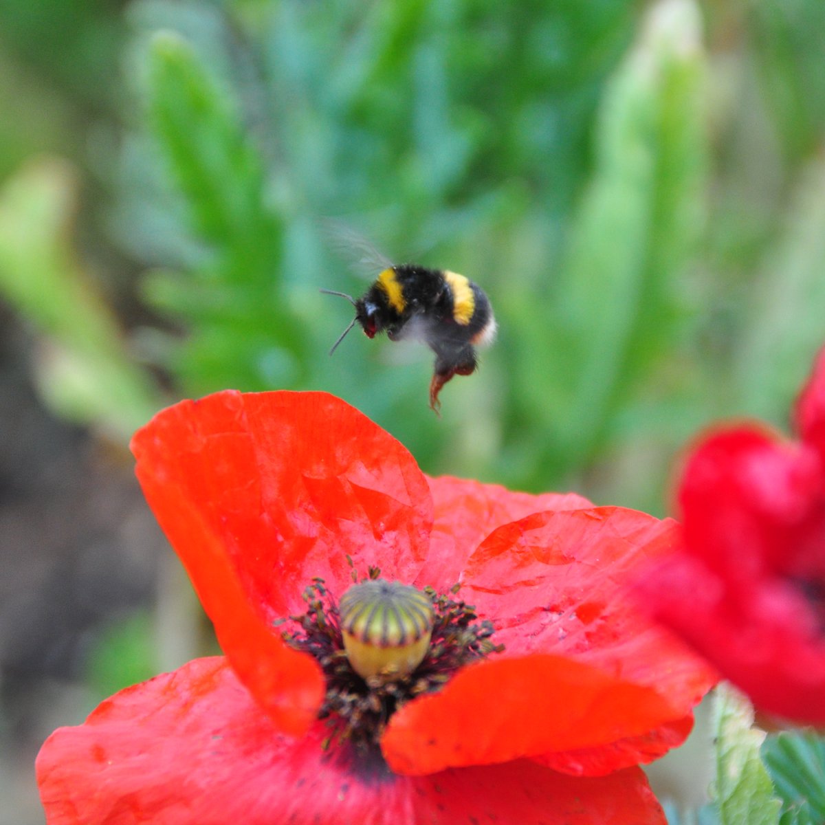 DefraGovUK's tweet photo. Our Bees’ Needs Awards celebrate people and organisations taking inspiring action to boost biodiversity.

Do you know a nature champion who supports our precious pollinators? 🐝

Nominate them for a #BeesNeeds Award!

Find out how to apply ➡️ https://t.co/tpyXkbj8gX https://t.co/mjXrAa2qWz