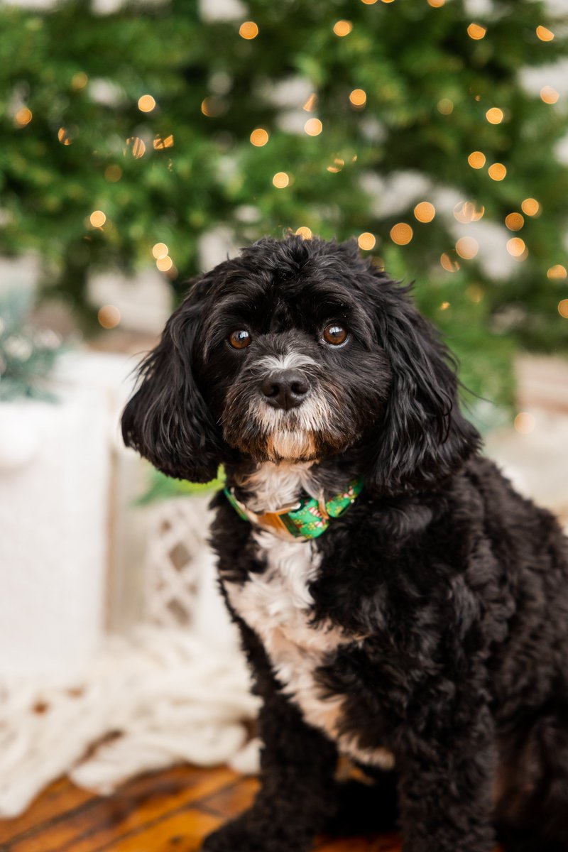 Steph_Pass's tweet photo. @bluebuffalo Milo has his holiday shot ready! https://t.co/90LIIiI8kM