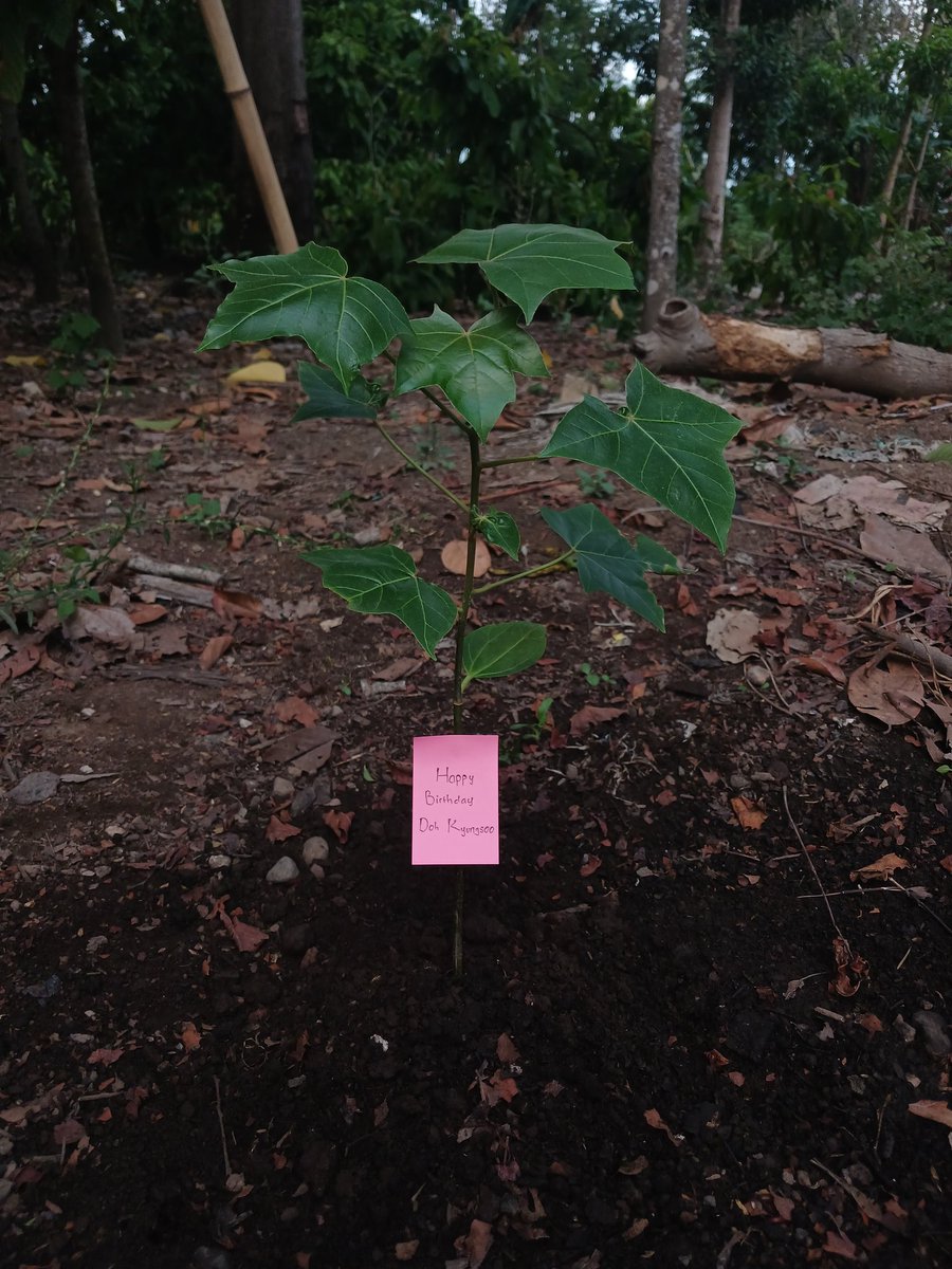 Dalam rangka B'day Kyungsoo sekaligus memperingati One Million Tree Planting Day. Aku dan Kyungsoo menanam pohon mangga dan pohon jati, semoga pohon kita tumbuh subur 🌱🌳

#ConservingTheEarthwithDKS
#1JutaPohondariDKS <a href="/companysoosoo_/">Company Soosoo</a> <a href="/DohKyungsooINA/">DOH KYUNGSOO INA</a>