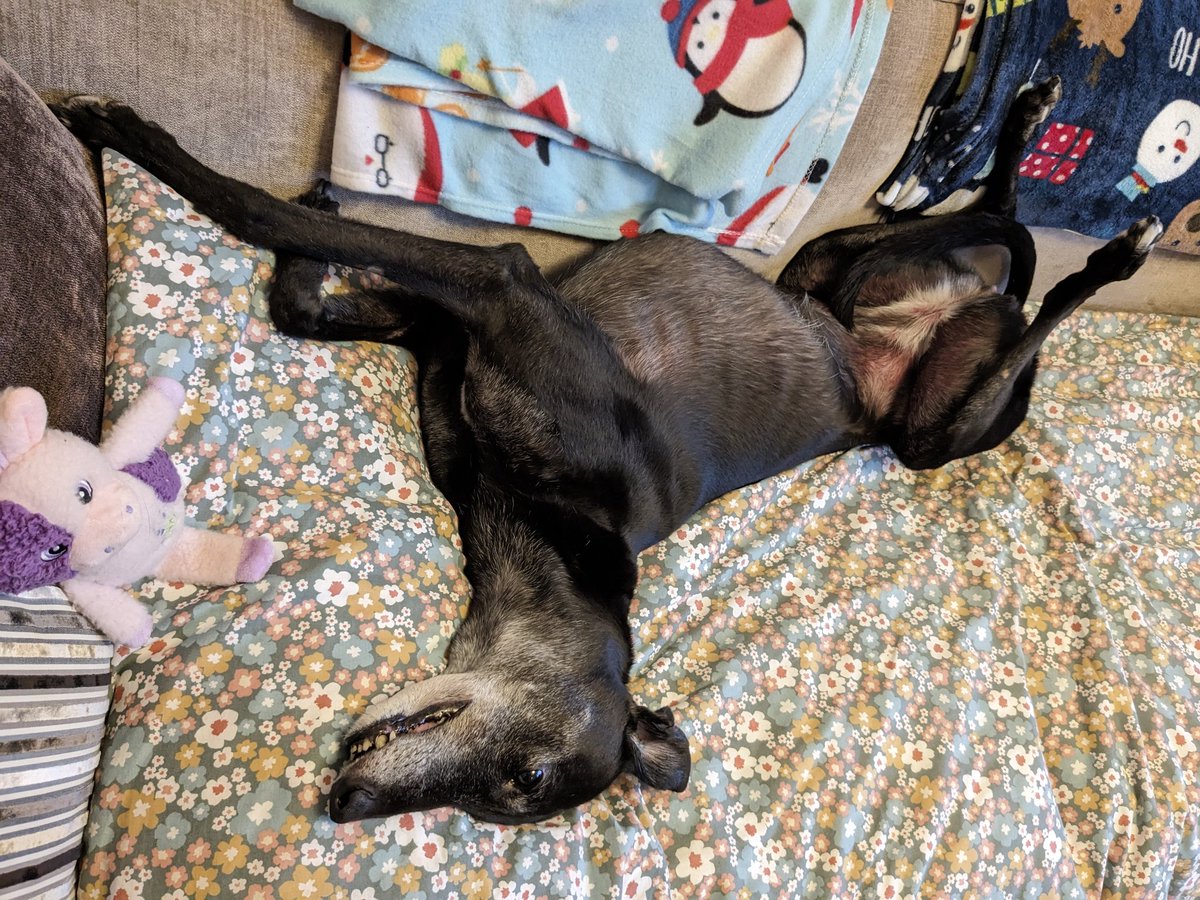 loonylankylegs's tweet photo. Tomorrow, Tuesday I have my first Oncologist referral appointment at Cancer Care for Pets in Huddersfield. Plz keep everything crossed I have longer to do #notdeadyettour https://t.co/airQjmTlnv