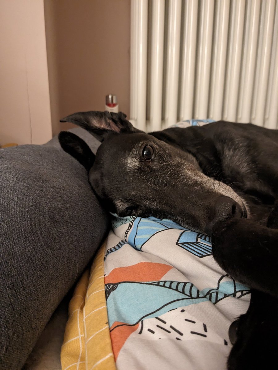 loonylankylegs's tweet photo. Tomorrow, Tuesday I have my first Oncologist referral appointment at Cancer Care for Pets in Huddersfield. Plz keep everything crossed I have longer to do #notdeadyettour https://t.co/airQjmTlnv