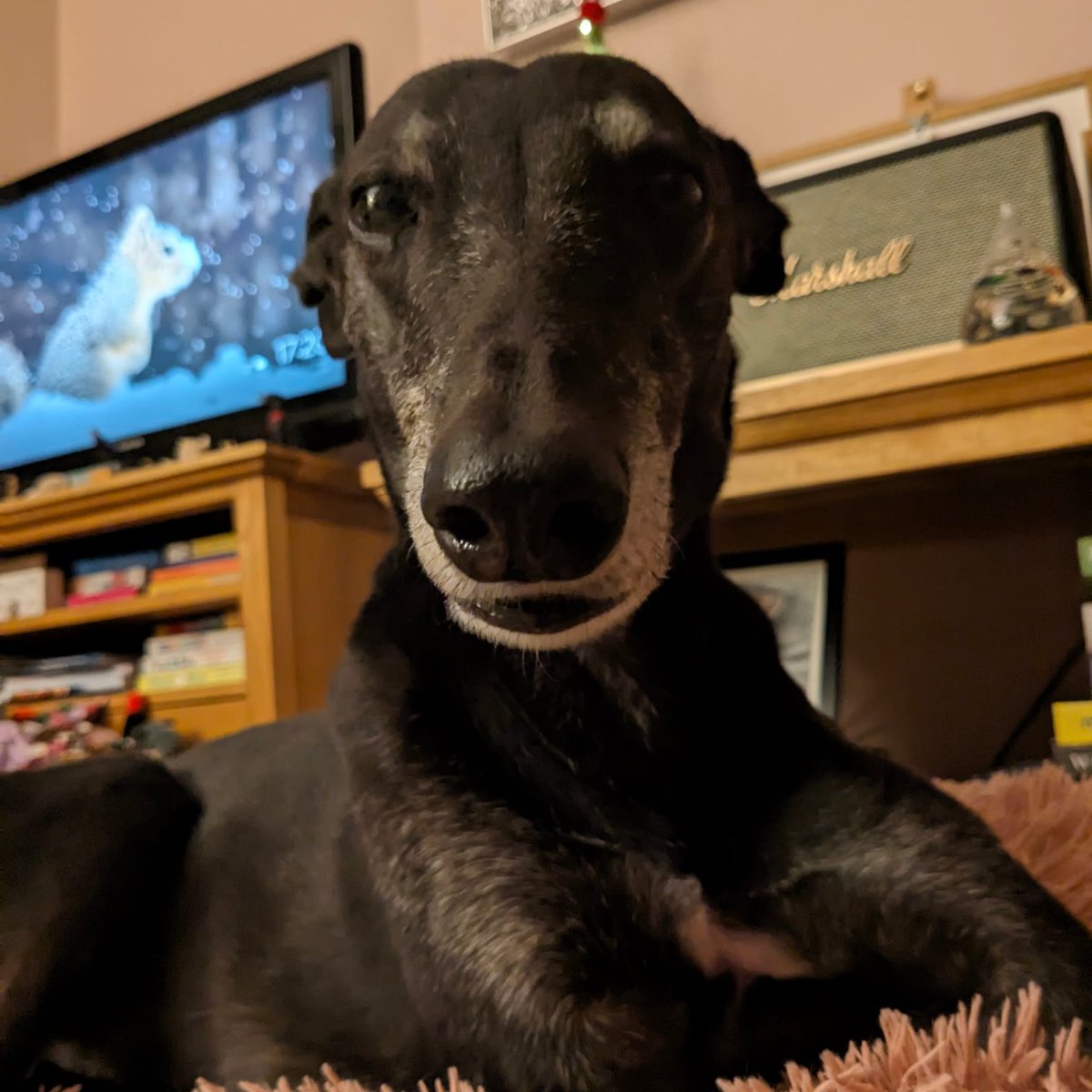 loonylankylegs's tweet photo. Tomorrow, Tuesday I have my first Oncologist referral appointment at Cancer Care for Pets in Huddersfield. Plz keep everything crossed I have longer to do #notdeadyettour https://t.co/airQjmTlnv